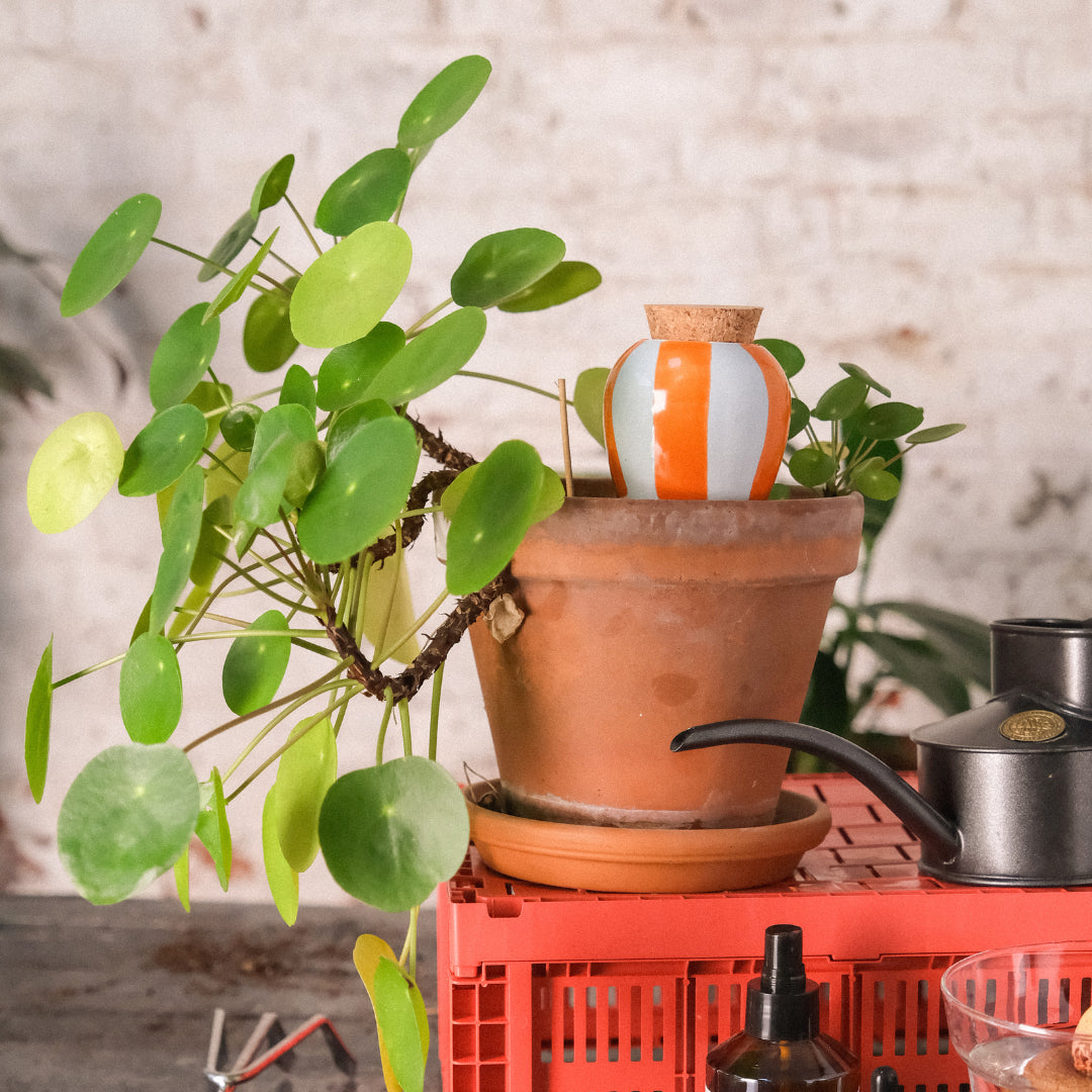 Olla - Orange und blaue Streifen