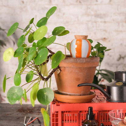 Olla - Orange und blaue Streifen