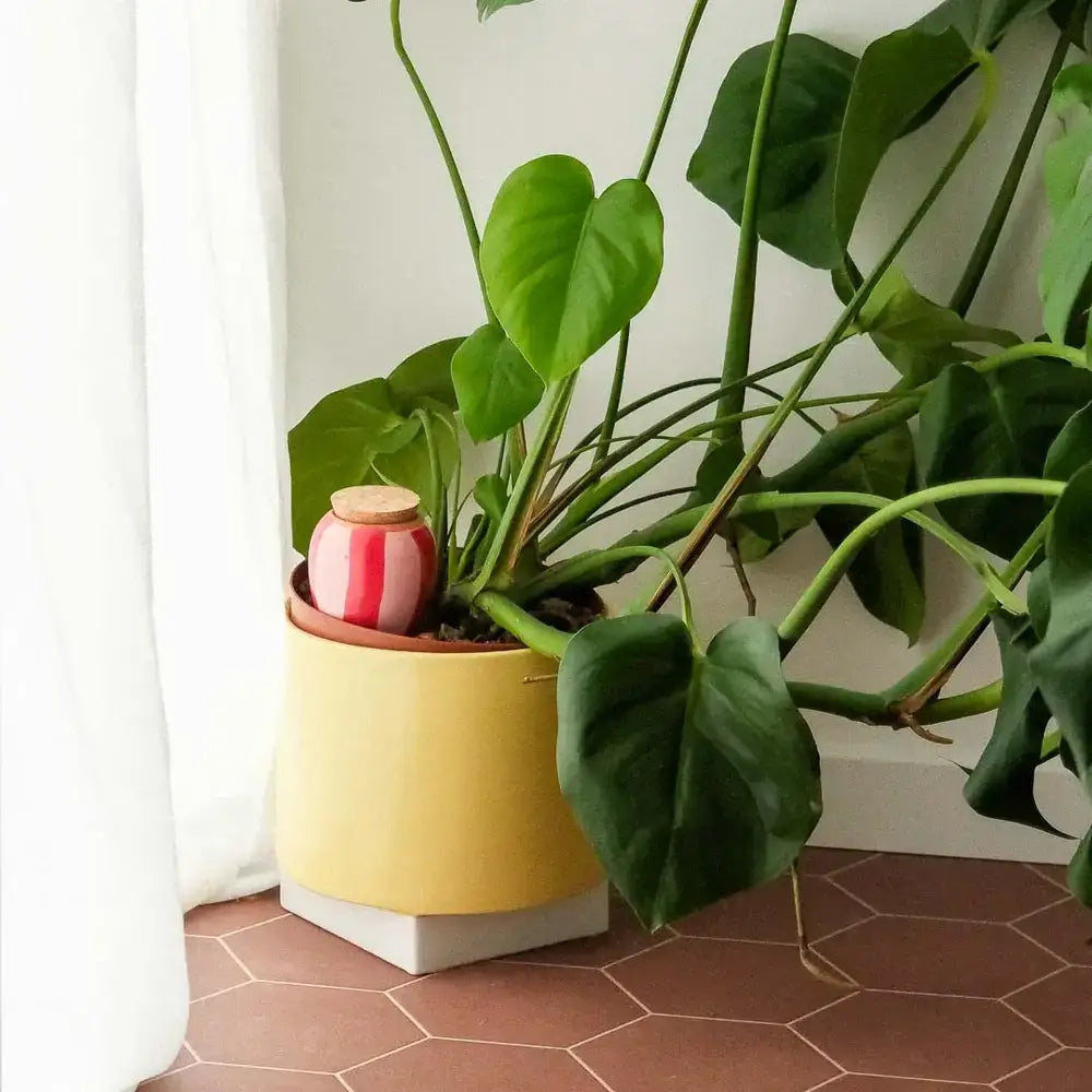Olla - Gestreift pink und rot