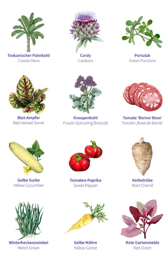 Gemüsesamen - 12 alte samenfeste Gemüsesorten