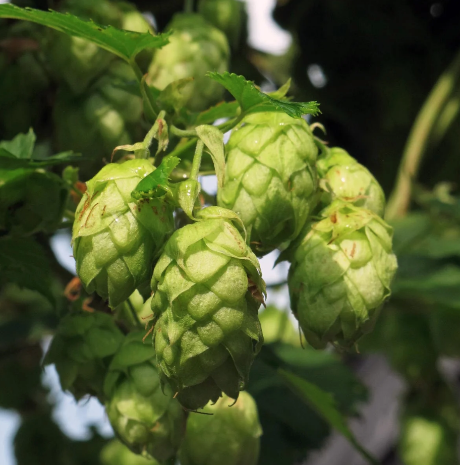 Echter Hopfen